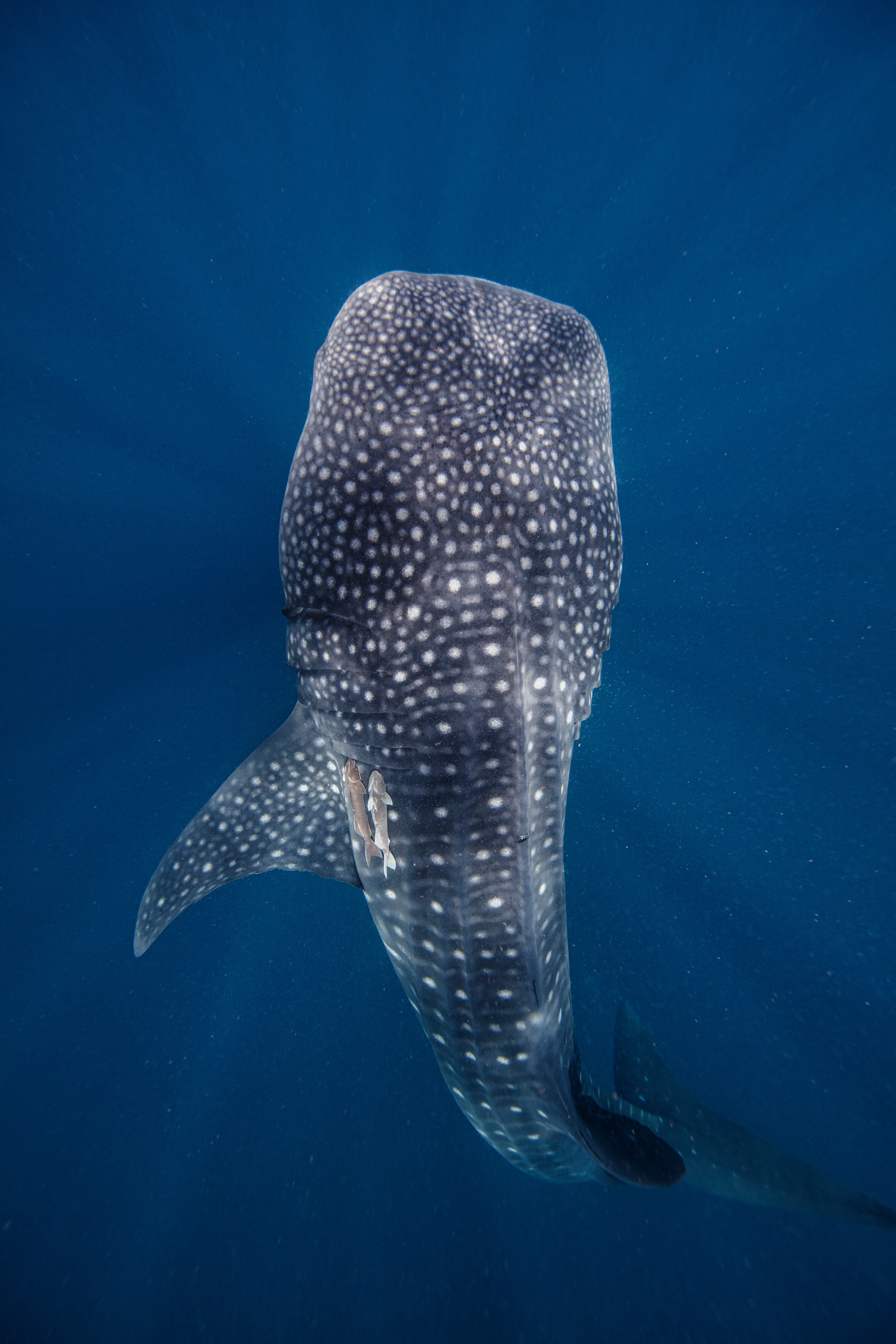 Scubadreamer diving